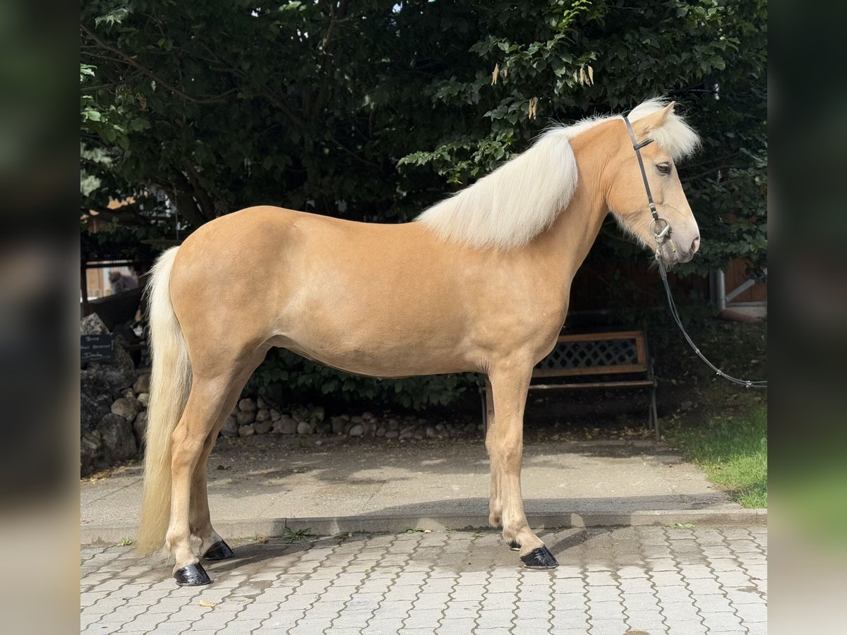 Kuc islandzki Klacz 5 lat 142 cm Izabelowata in Lochen am See