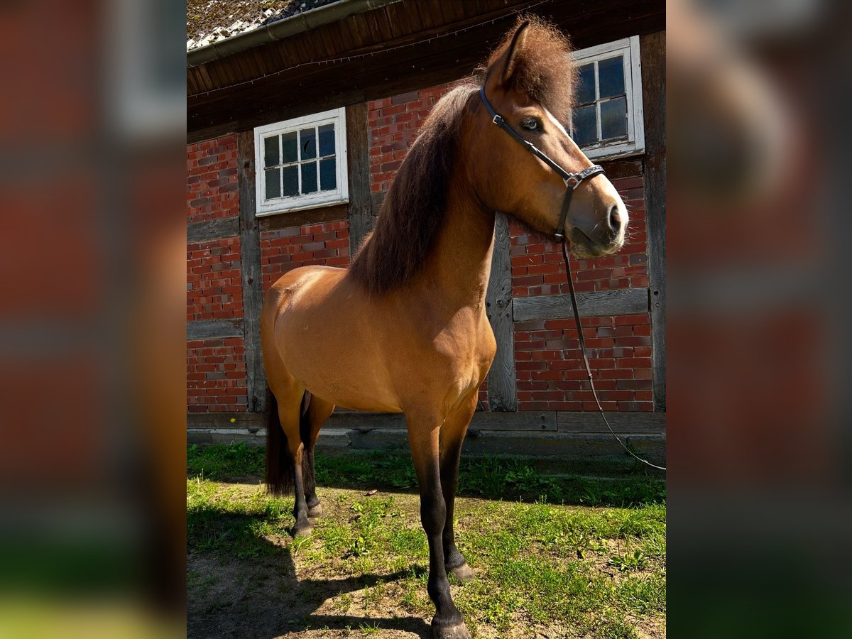 Kuc islandzki Klacz 6 lat 135 cm Gniada in Neuenkirchen