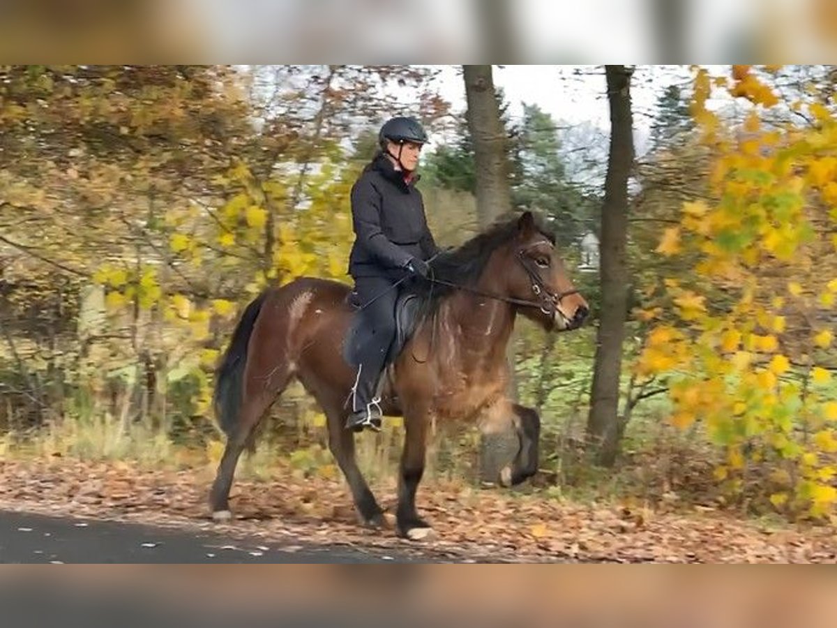 Kuc islandzki Klacz 6 lat 140 cm in Schneverdingen
