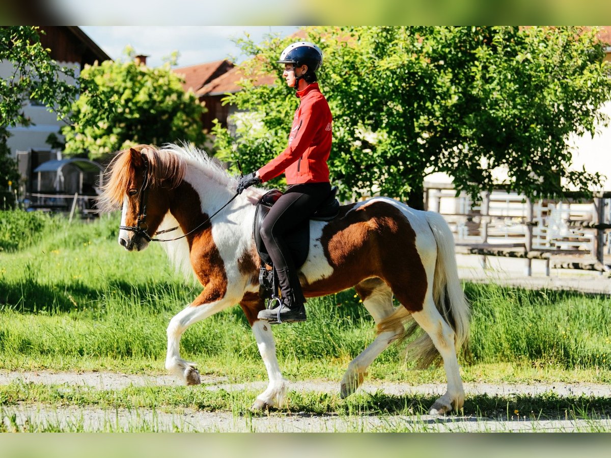 Kuc islandzki Klacz 6 lat 145 cm Srokata in Taufkirchen an der Trattnach