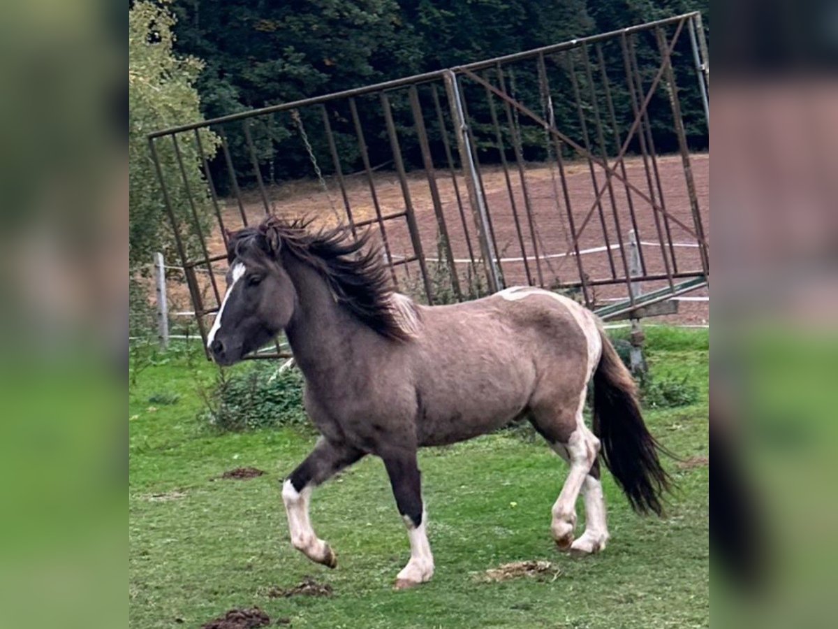 Kuc islandzki Ogier 2 lat 144 cm Srokata in Fulda