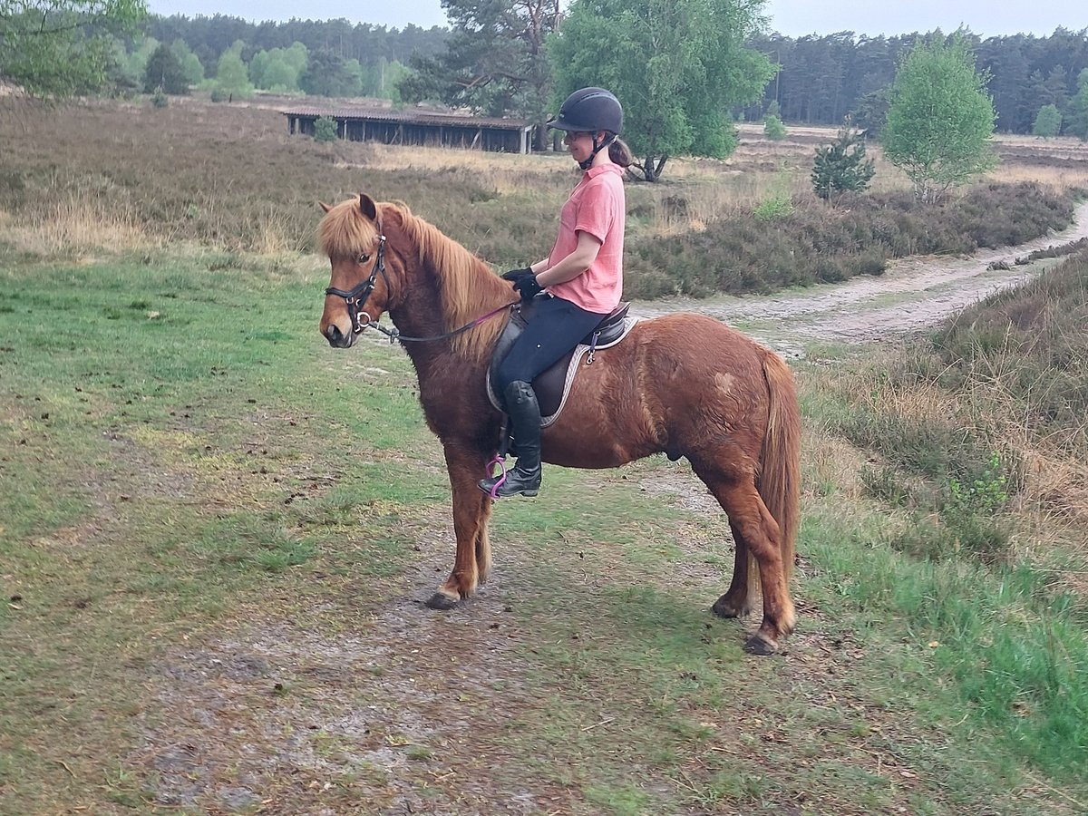 Kuc islandzki Wałach 11 lat 138 cm Kasztanowata in Buchholz in der Nordheide