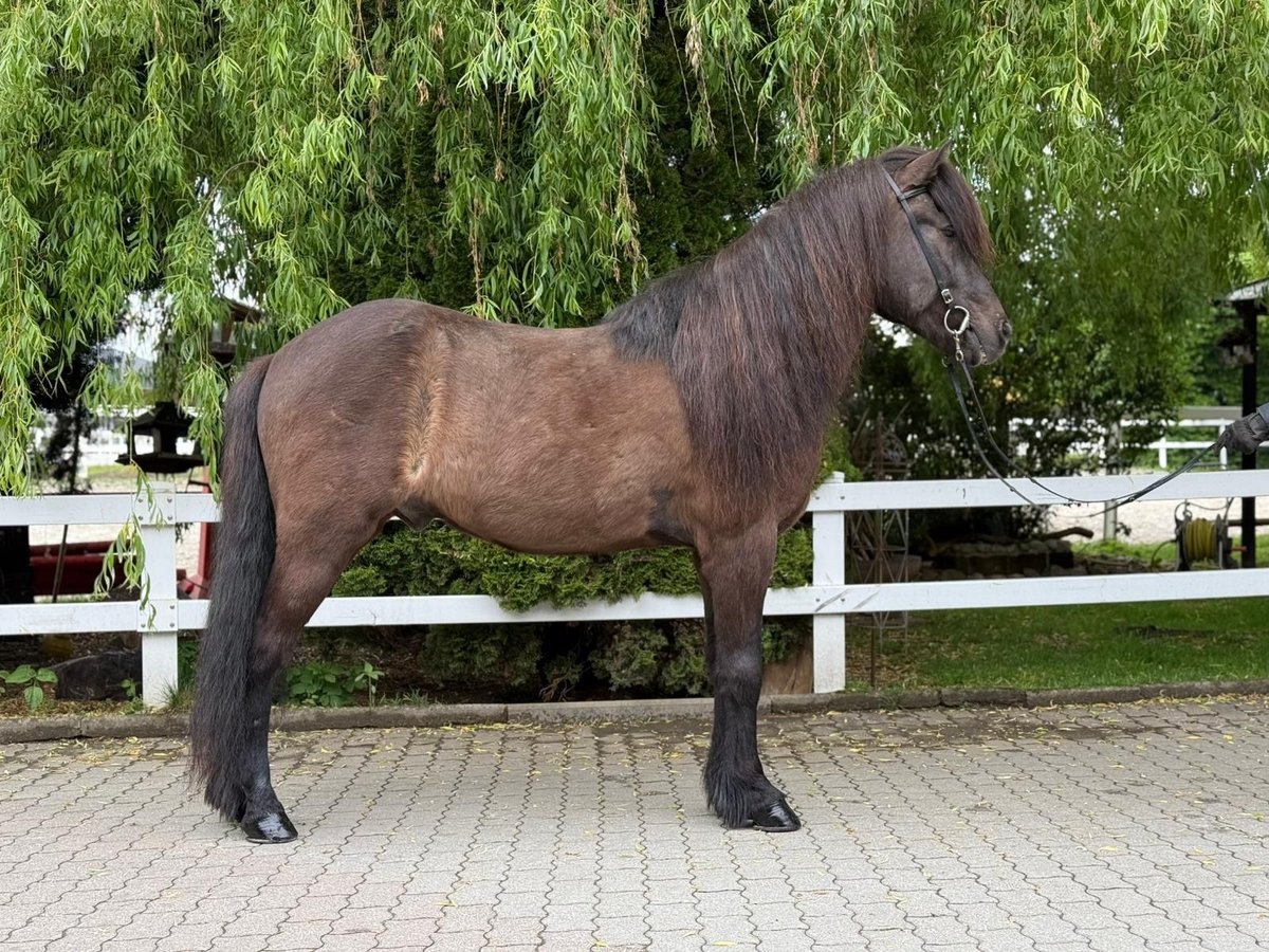 Kuc islandzki Wałach 15 lat 147 cm Kara in Lochen am See