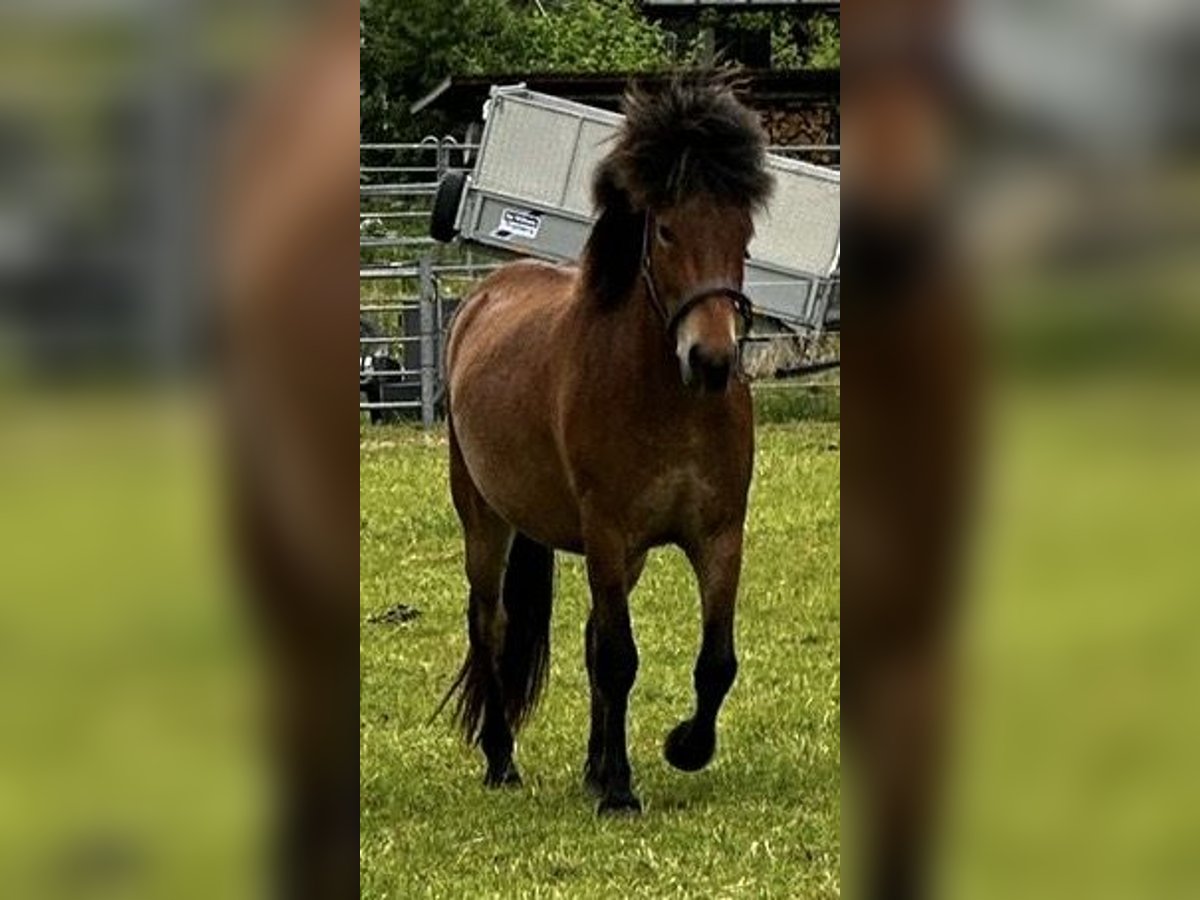 Kuc islandzki Wałach 3 lat 138 cm Gniada in Nienwohld