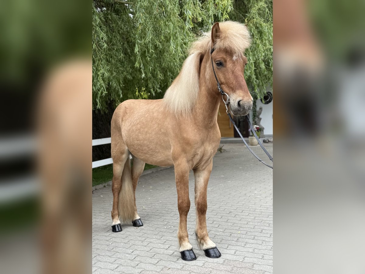Kuc islandzki Wałach 6 lat 139 cm Bułana in Lochen am See