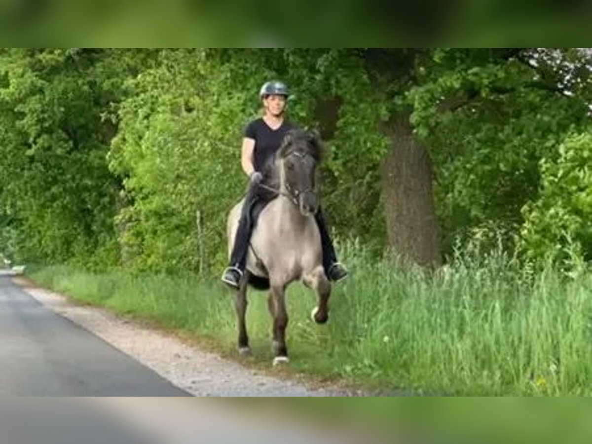 Kuc islandzki Wałach 8 lat 144 cm in Schneverdingen