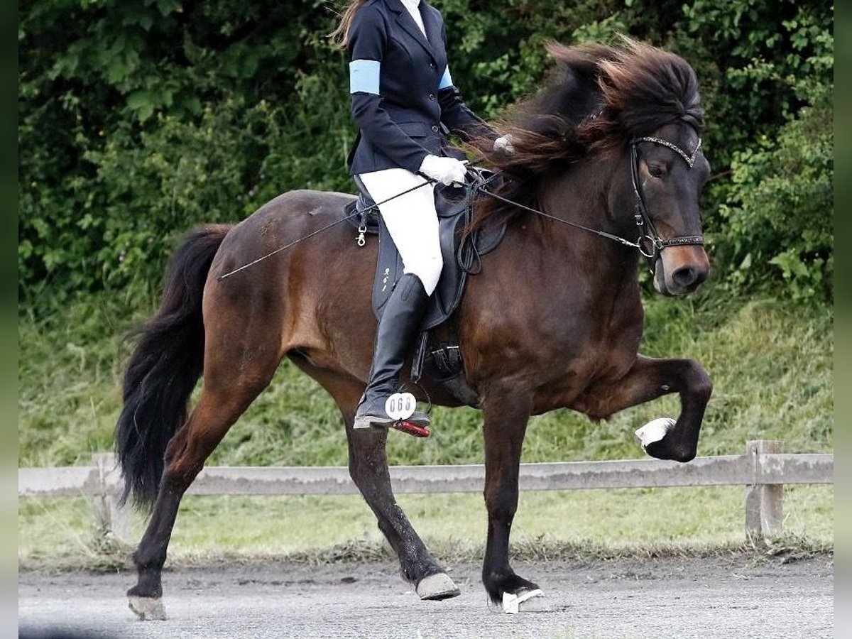 Kuc islandzki Wałach 9 lat 136 cm Gniada in Rosbach vor der H&#xF6;he Ober-Rosbach