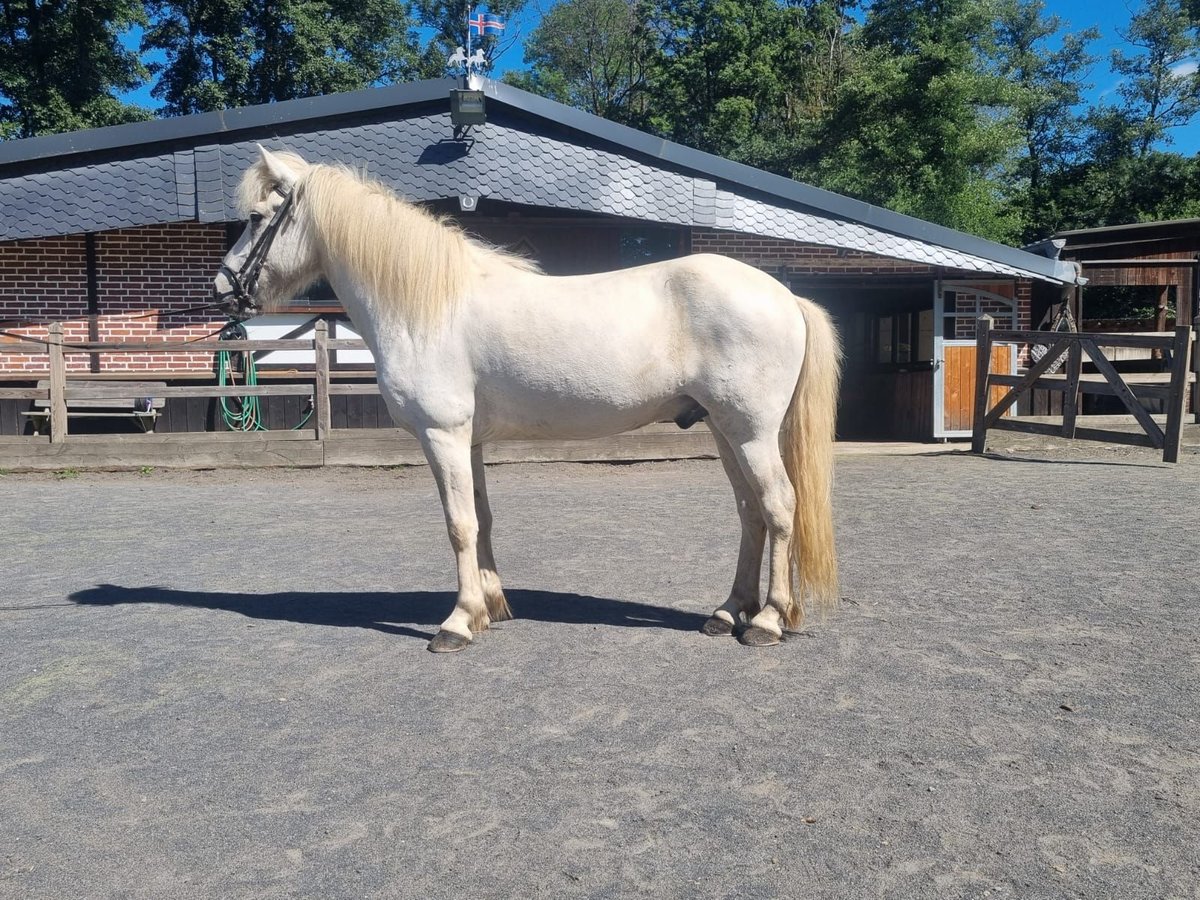 Kuc islandzki Wałach 11 lat 138 cm Siwa jabłkowita in Westerburg