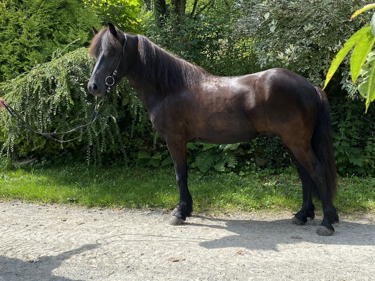 Kuc islandzki Wałach 5 lat 142 cm Kara in Lautertal