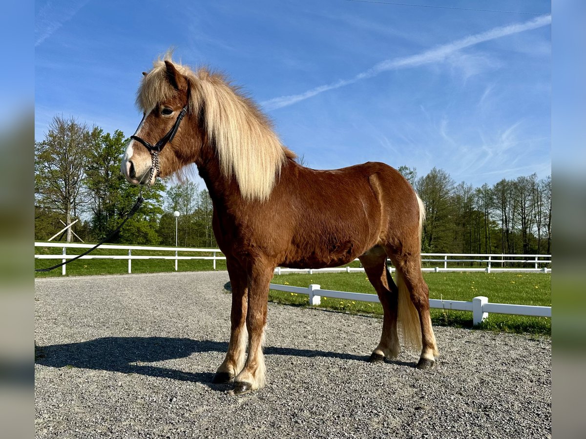 Kuc islandzki Wałach 7 lat 138 cm Kasztanowata in Schechen