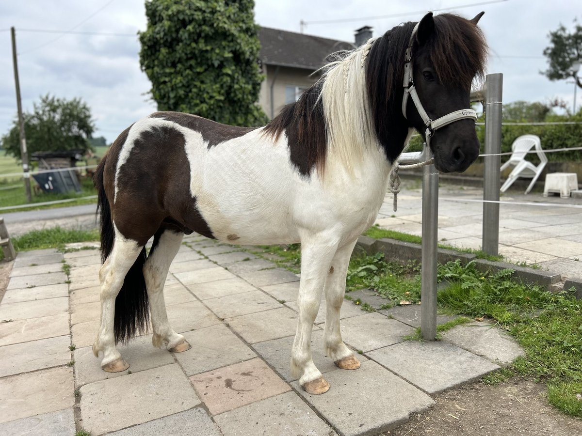 Kuc islandzki Wałach 8 lat 134 cm Srokata in Königswinter