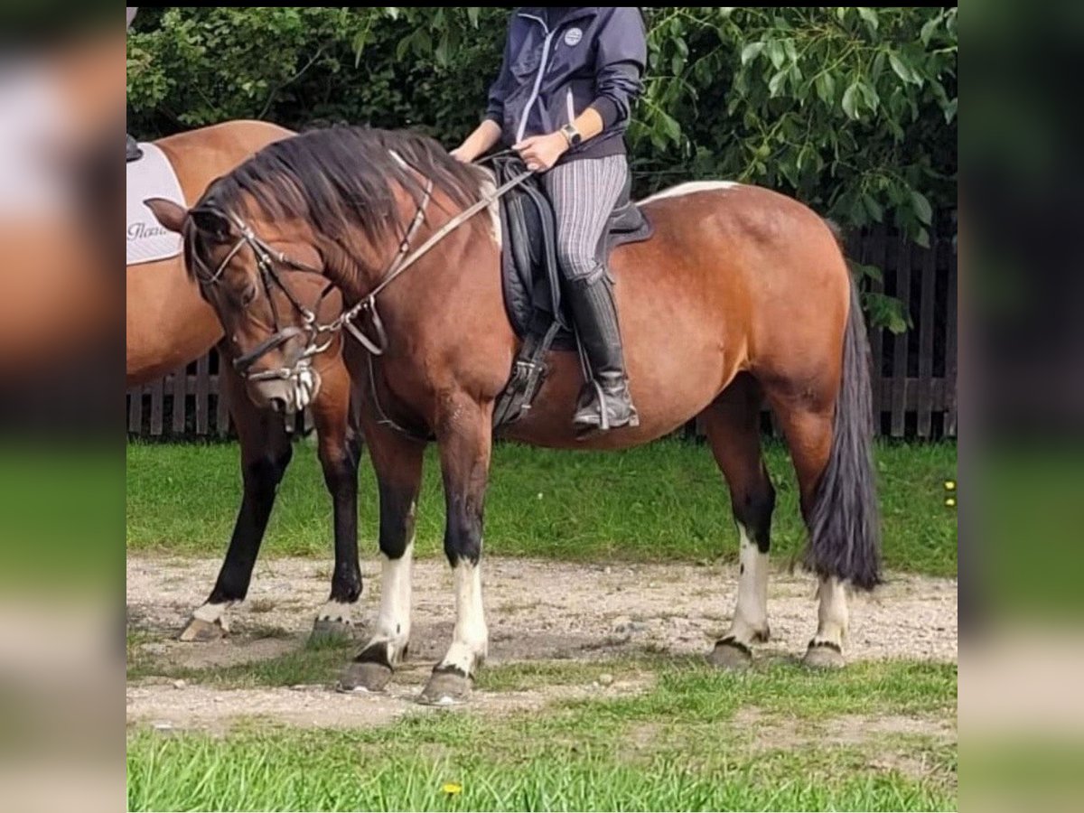 Kuc Lewitzer Klacz 17 lat 145 cm Srokata in Altmittweida