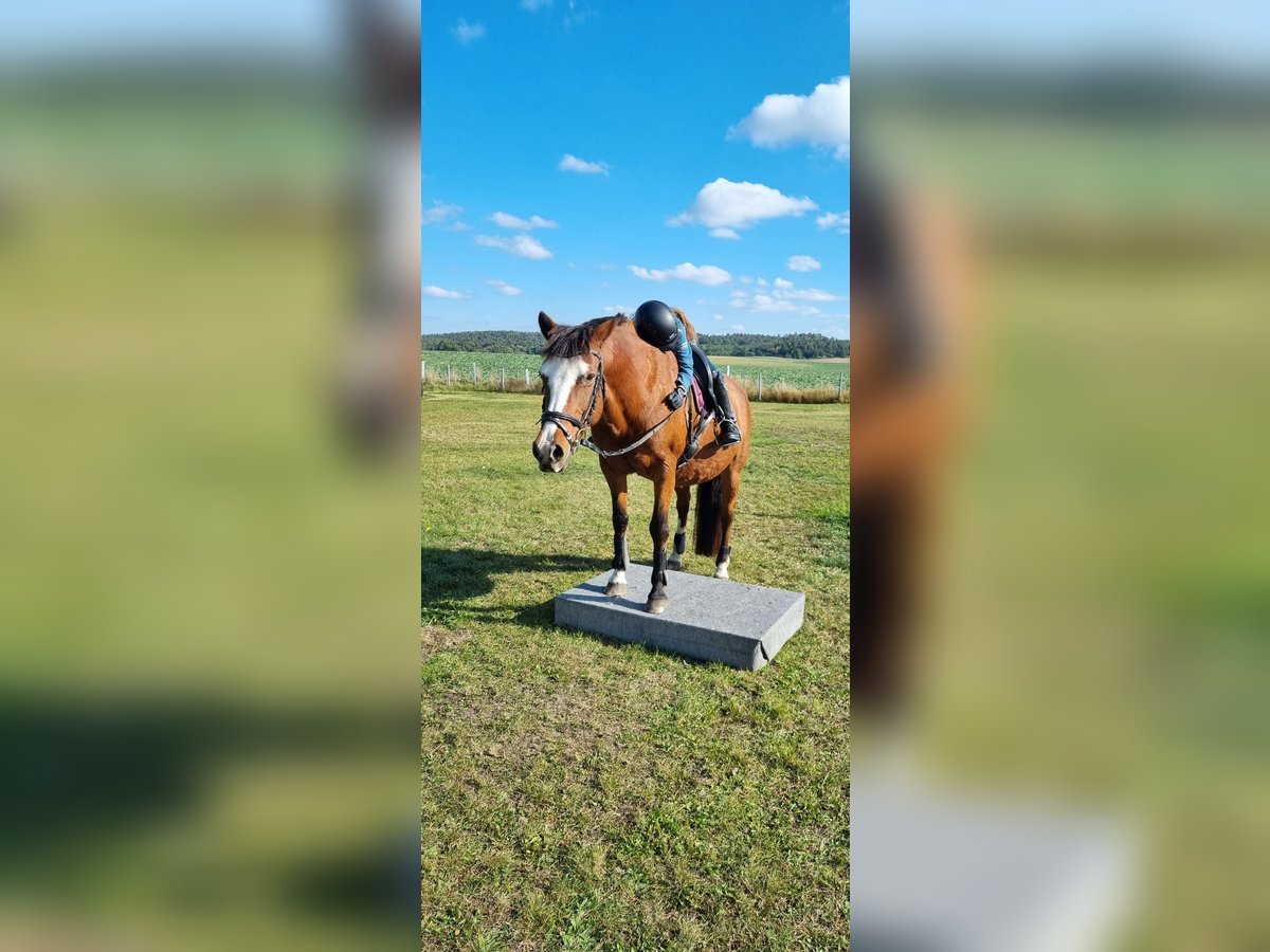 Kuc Lewitzer Mix Klacz 21 lat 148 cm Gniada in Hoppenrade