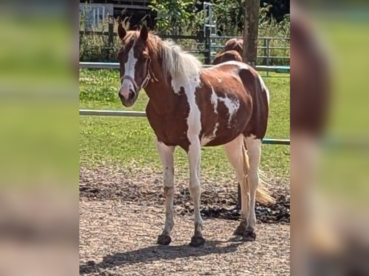 Kuc Lewitzer Klacz 3 lat 147 cm Srokata in Grevenbroich