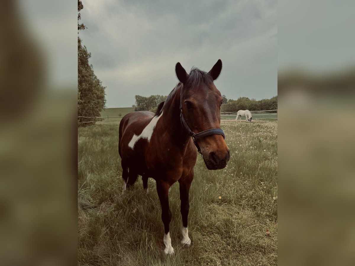 Kuc Lewitzer Wałach 19 lat 145 cm Srokata in Regenstauf