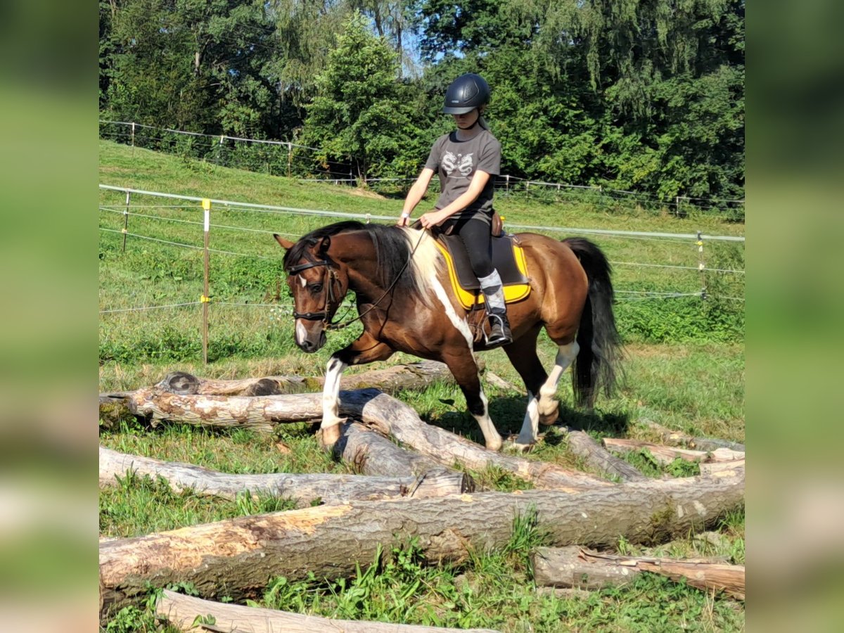 Kuc Lewitzer Wałach 5 lat 140 cm Srokata in Bayerbach