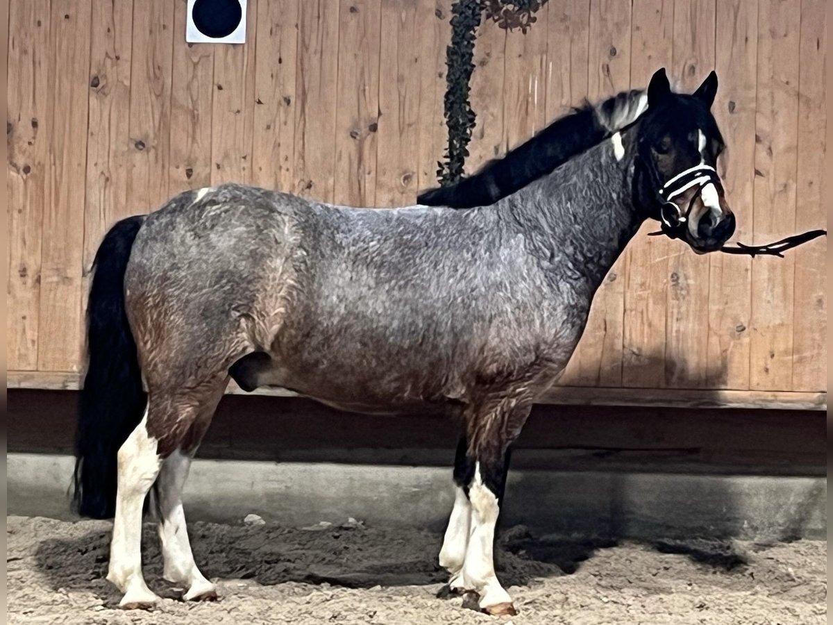 Kuc Lewitzer Mix Wałach 6 lat 130 cm Srokata in Riedlingen