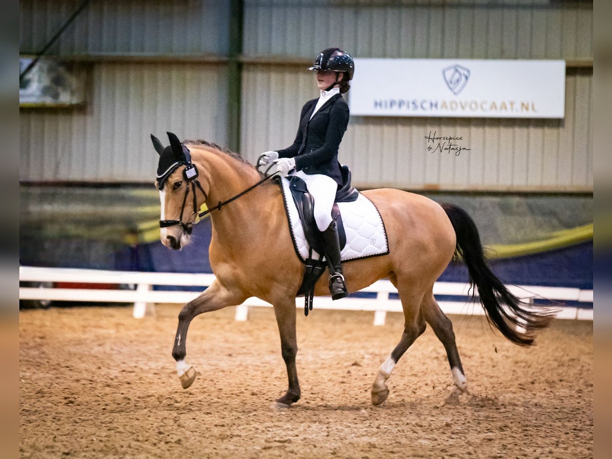 Kuc New Forest Klacz 10 lat 147 cm Jelenia in Didam