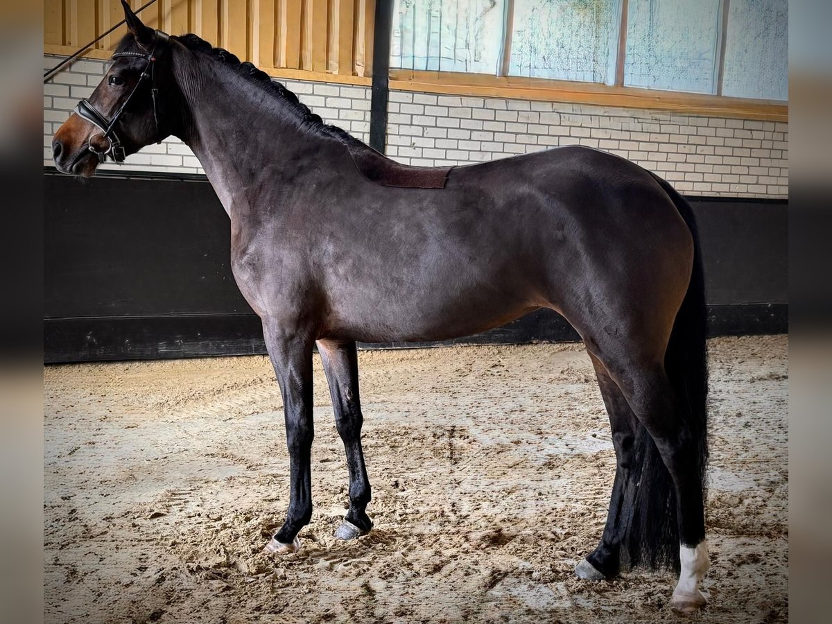 Kuc New Forest Klacz 4 lat 147 cm Ciemnogniada in de Wijk