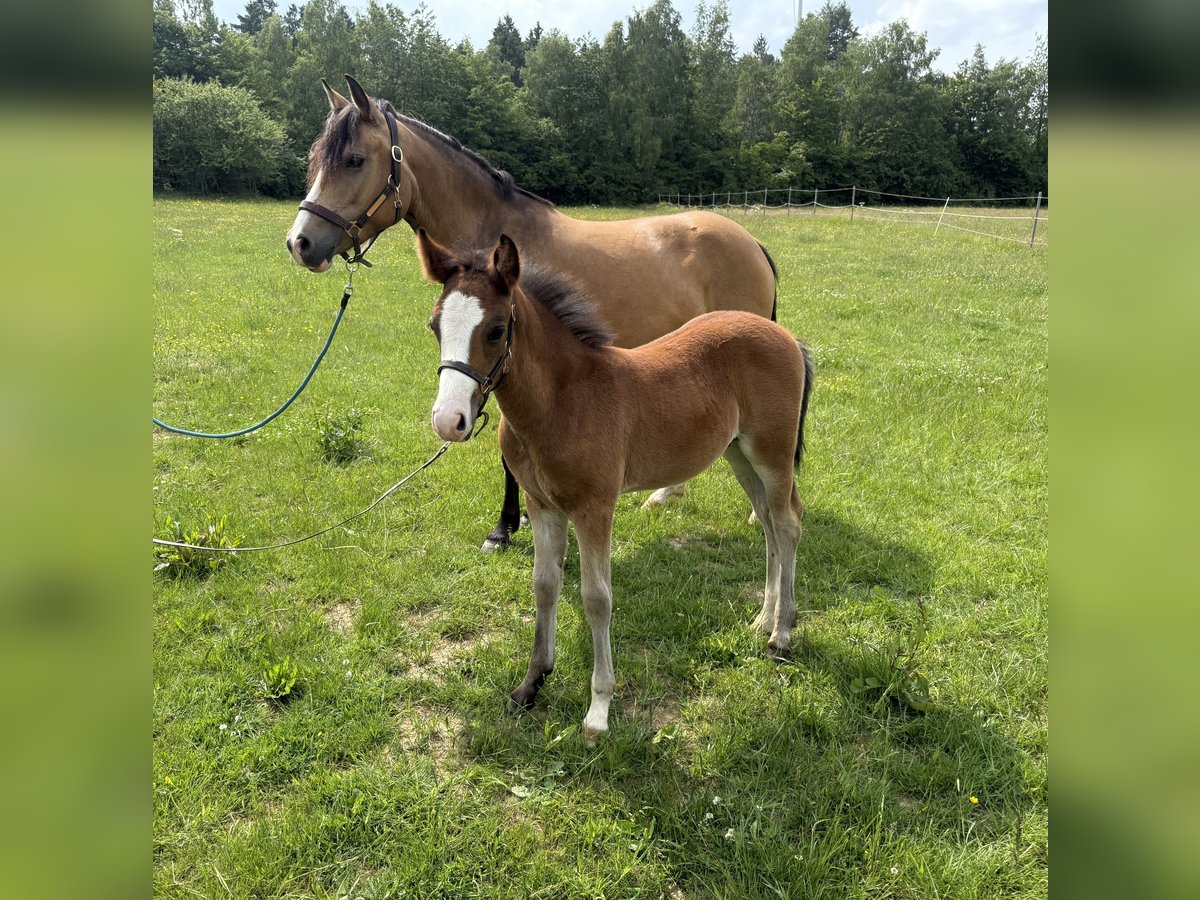 Kuc New Forest Ogier  in Heinzenbach