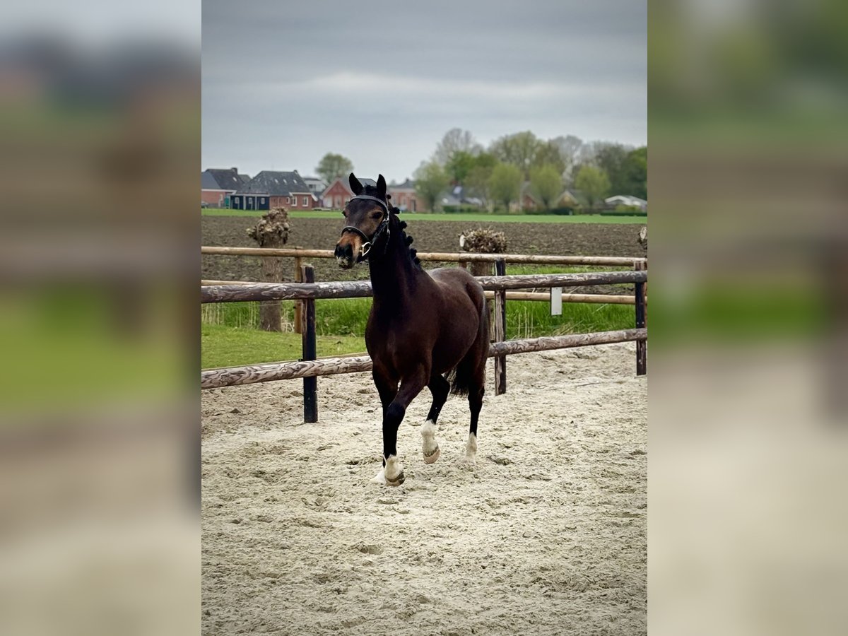 Kuc New Forest Wałach 3 lat 143 cm Ciemnogniada in Uithuizermeeden