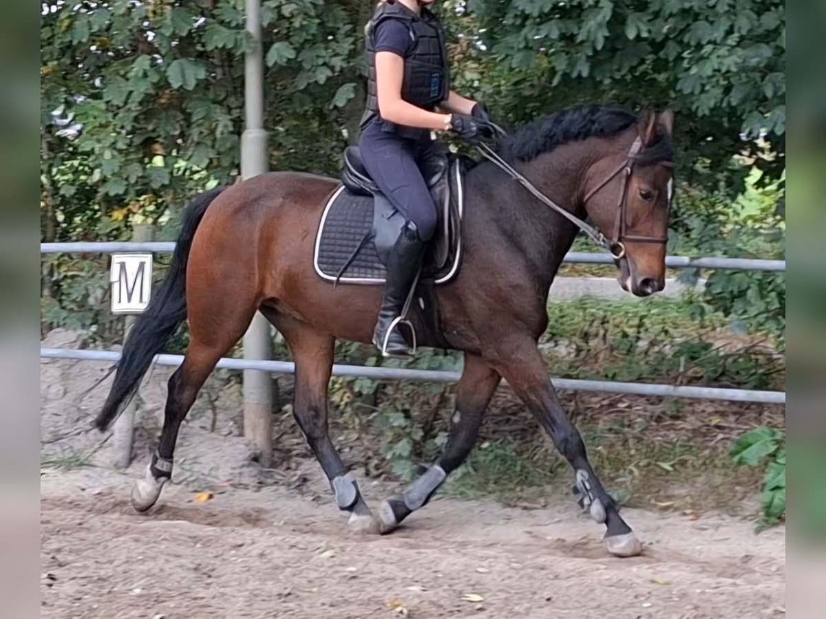 Kuc New Forest Wałach 5 lat 149 cm Gniada in Renswoude