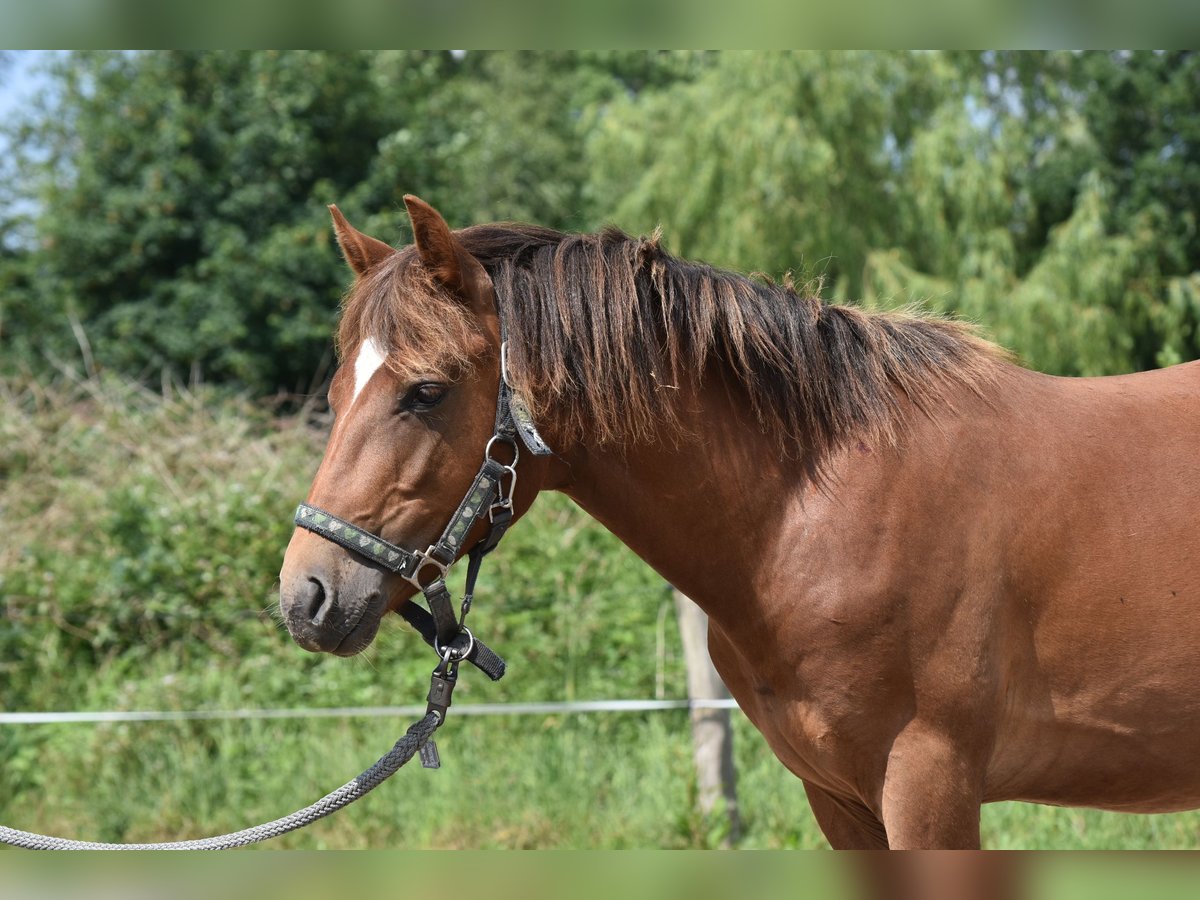 Kuc New Forest Wałach 3 lat 140 cm Kasztanowata in Sieverstedt