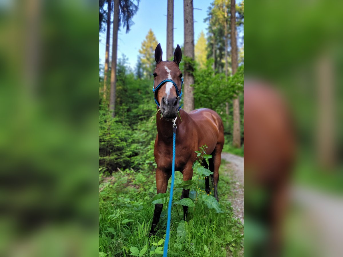 Kuc polo Klacz 12 lat Ciemnogniada in Holzkirchen