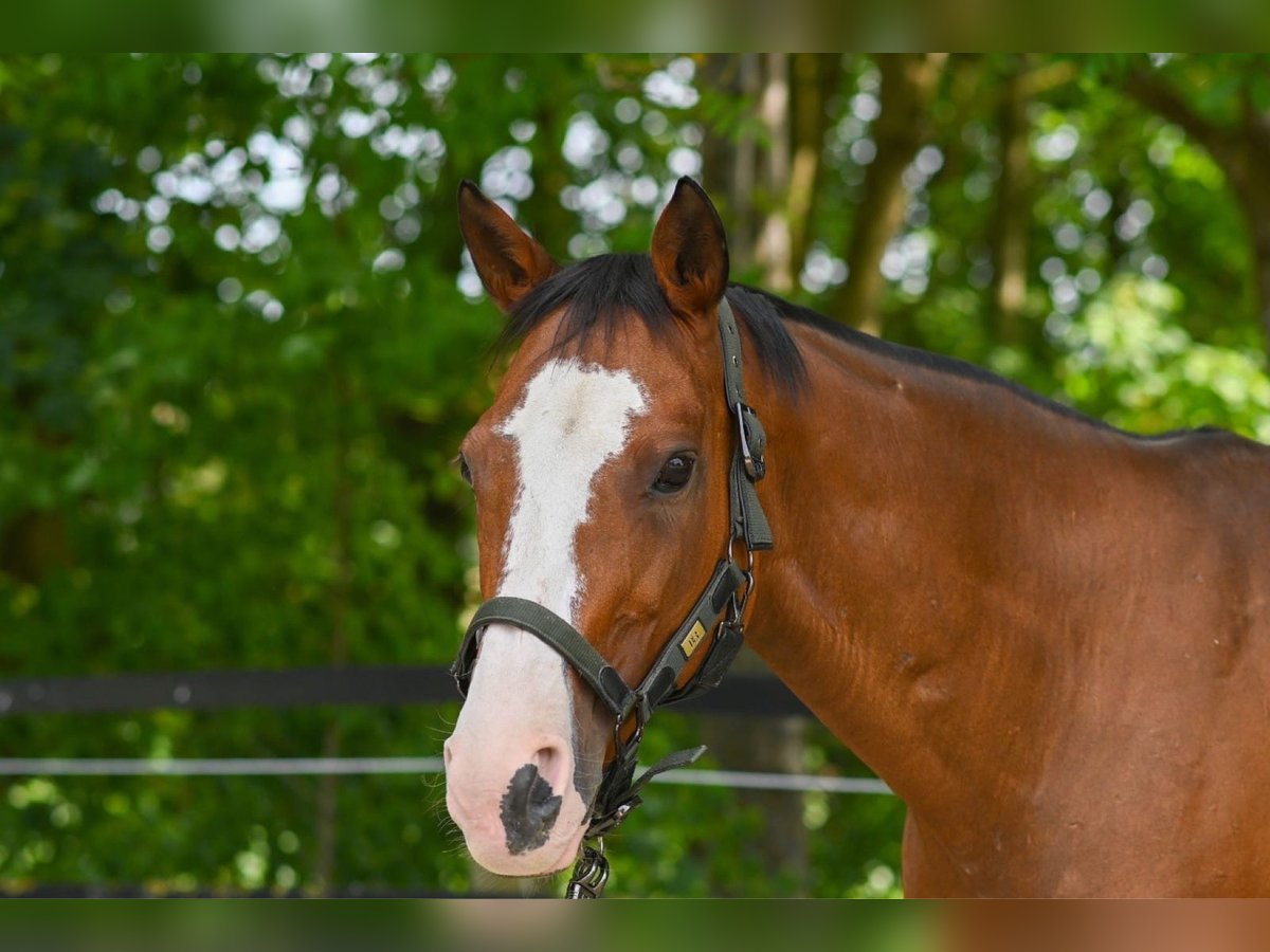 Kuc polo Klacz 17 lat 149 cm in Königsbrunn