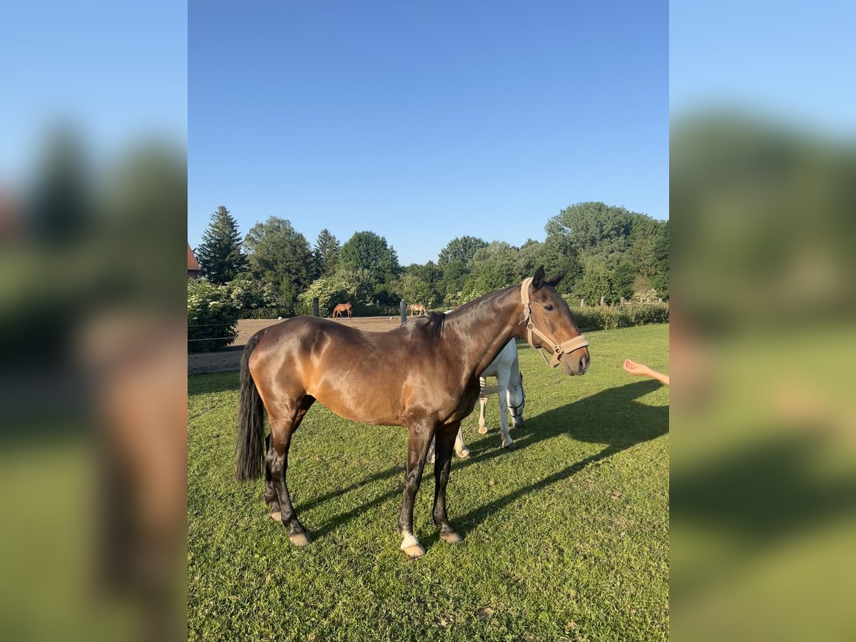 Kuc polo Klacz 22 lat 155 cm Gniada in Oberding