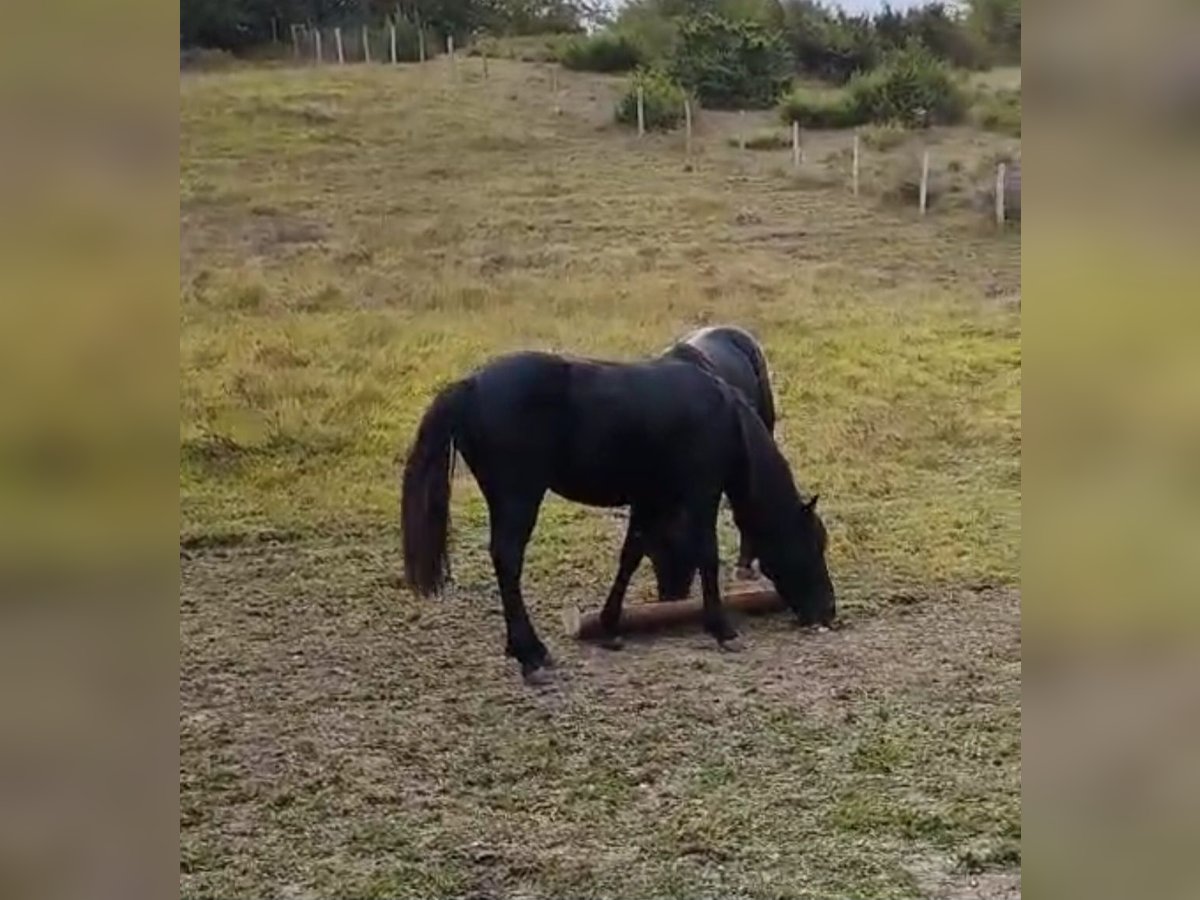 Kuc Pottok Wałach 1 Rok Kara in Salvatierra