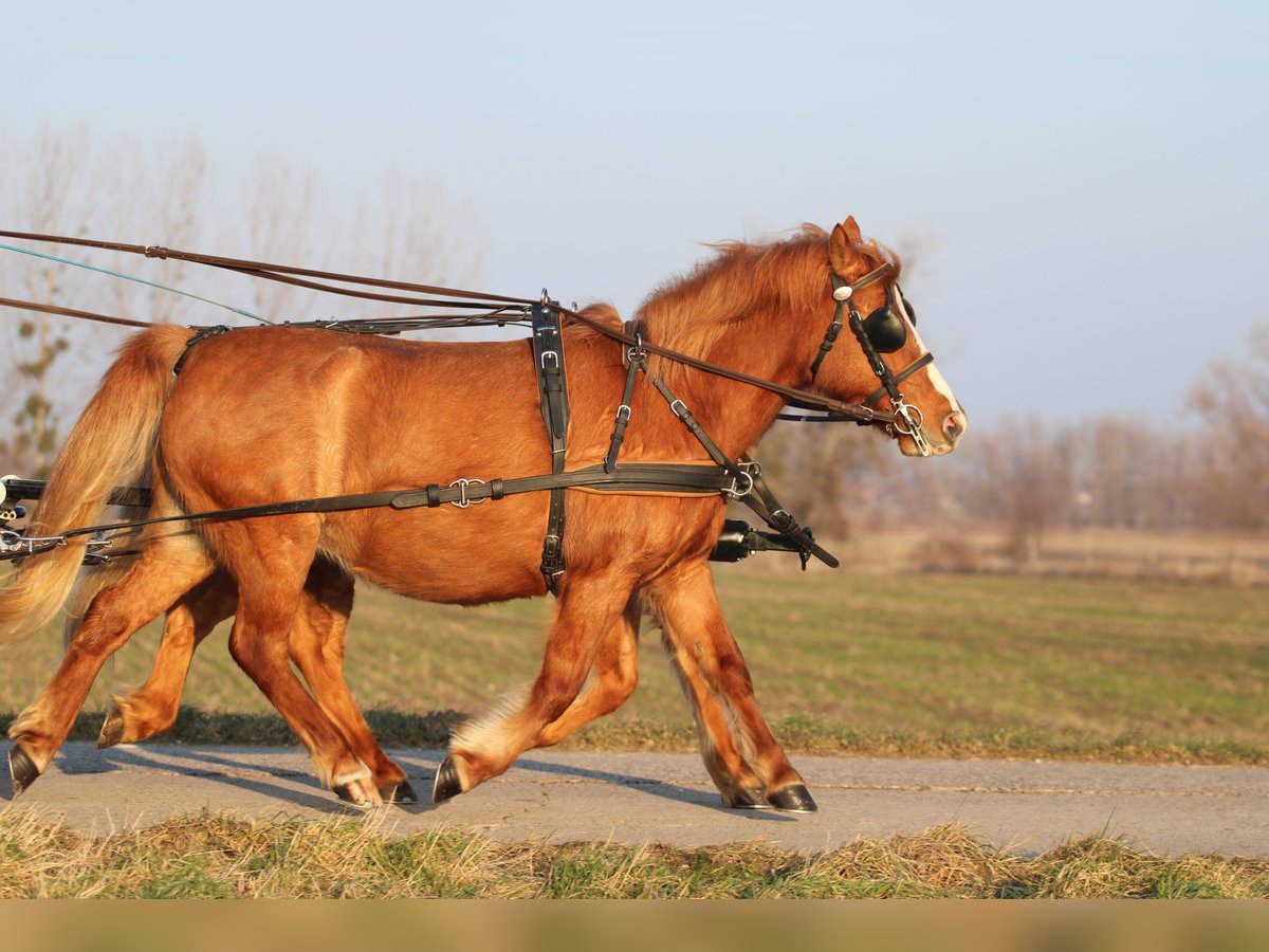 Kuc walijski partbred Mix Klacz 13 lat 130 cm Ciemnokasztanowata in Pápa