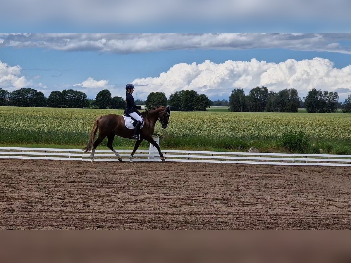 Kuc walijski partbred Klacz 13 lat 145 cm Ciemnokasztanowata in Wusterwitz