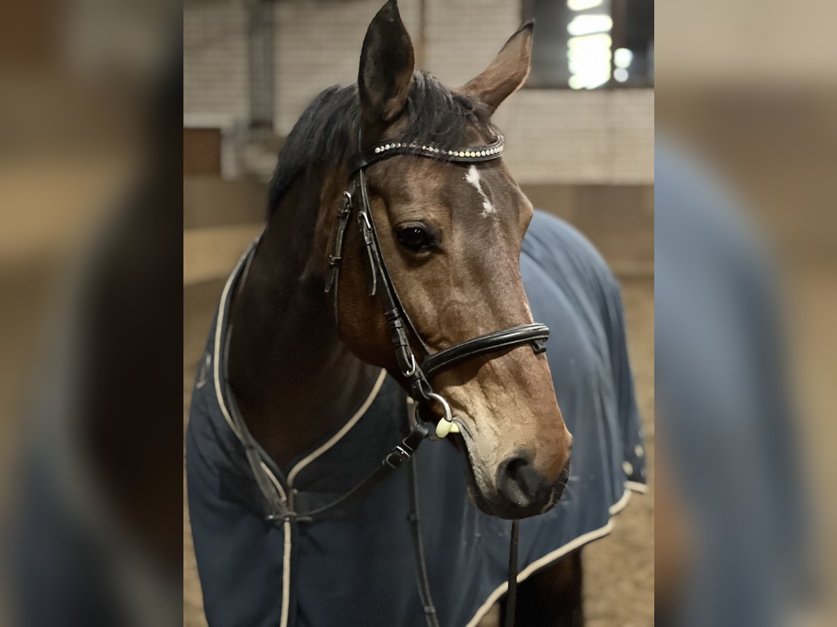 Kuc walijski partbred Klacz 17 lat 153 cm Gniada in Boostedt