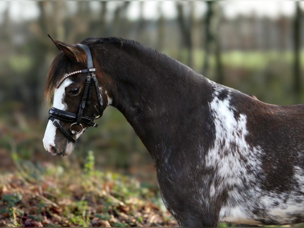 Kuc walijski partbred Klacz 2 lat 126 cm Sabino in Aalten