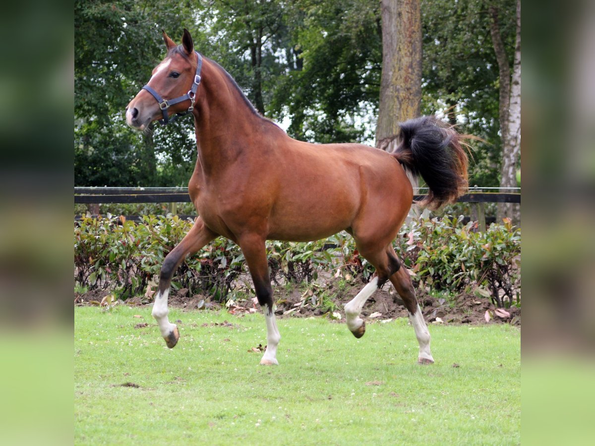 Kuc walijski partbred Klacz 2 lat 147 cm Ciemnogniada in Hengelo (Gld)