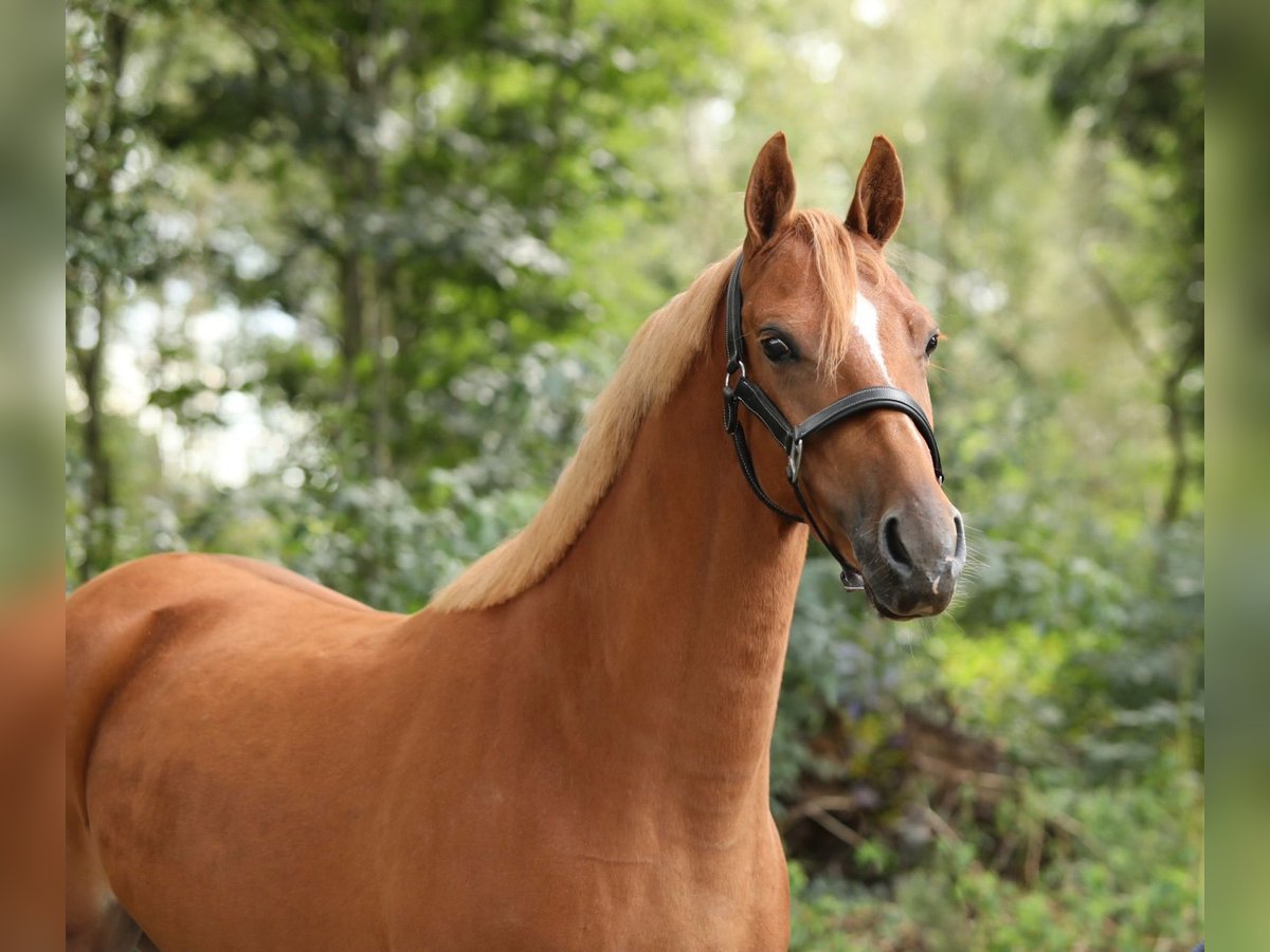 Kuc walijski partbred Klacz 3 lat 145 cm Kasztanowata in Aalten