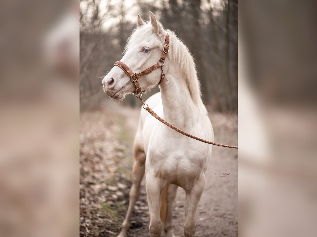 Kuc walijski partbred Klacz 4 lat 150 cm Cremello in Goch