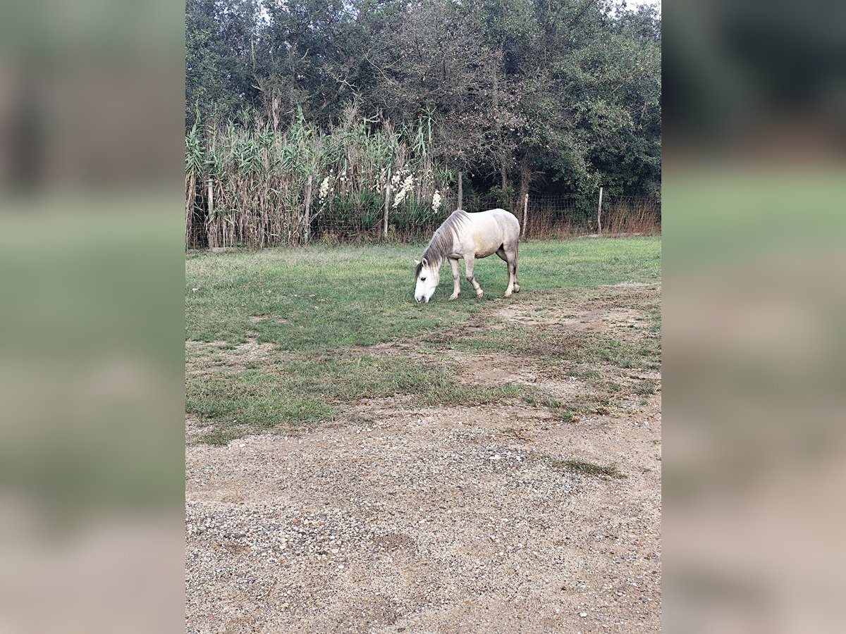 Kuc walijski partbred Mix Klacz 7 lat 124 cm Siwa in Franciach (Pueblo)