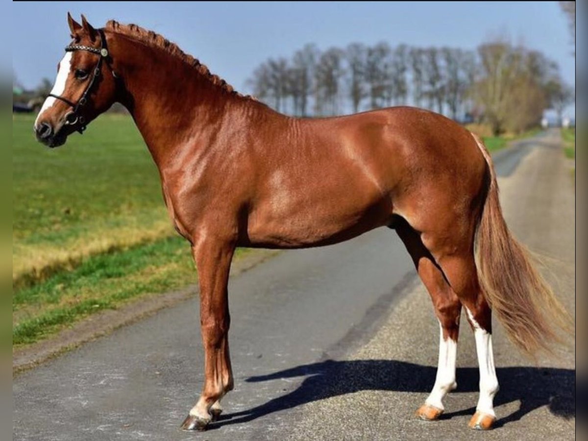 Kuc walijski partbred Ogier 11 lat 145 cm Kasztanowata in Deurne