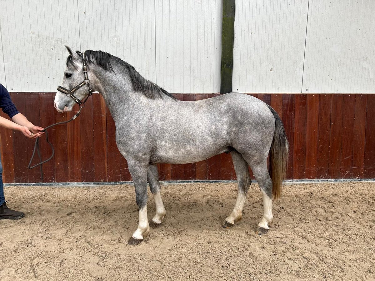 Kuc walijski partbred Ogier 3 lat 140 cm Siwa in Gieten