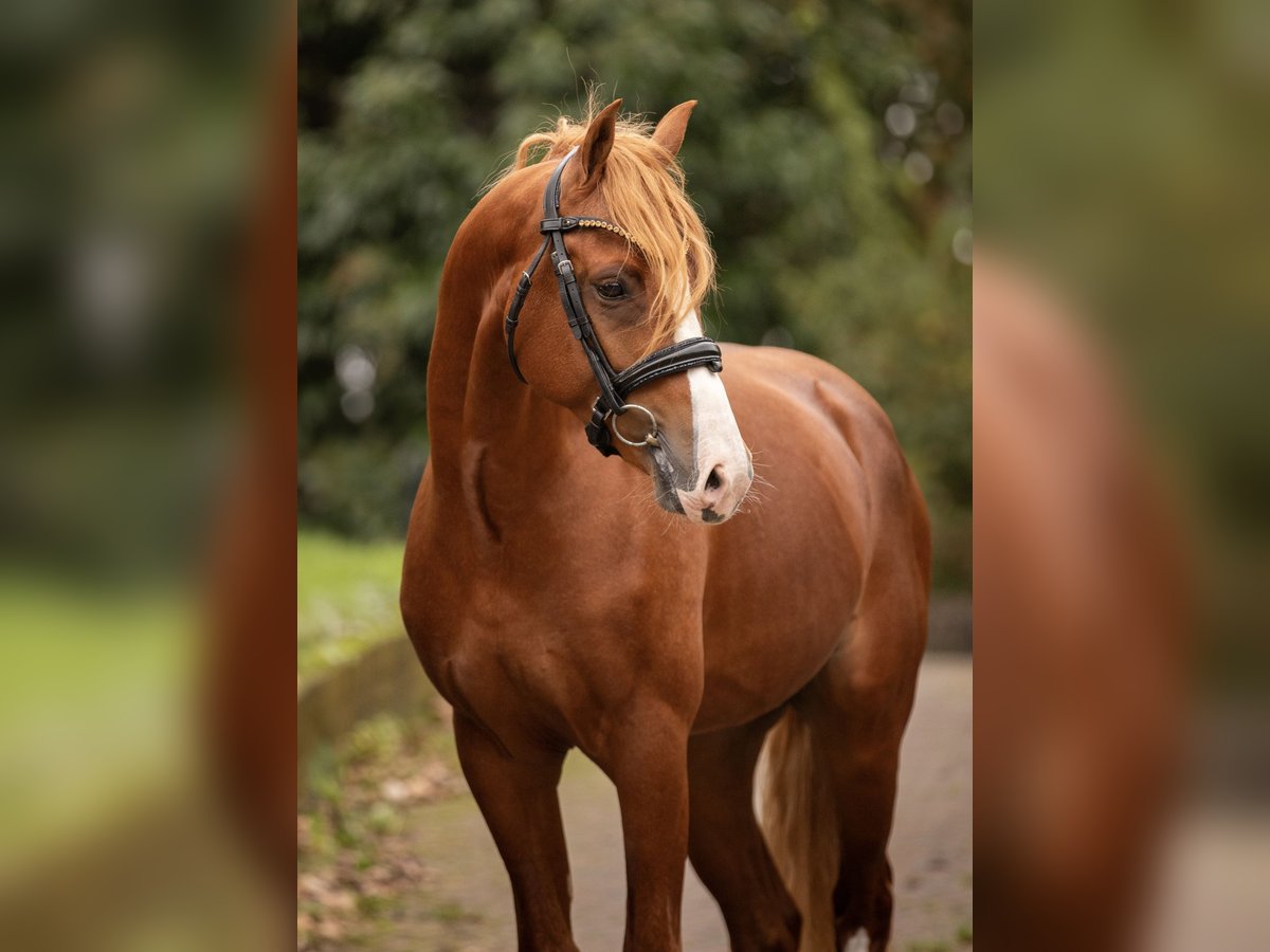 Kuc walijski partbred Ogier 3 lat 145 cm Kasztanowata in Ouderkerk aan de Amstel