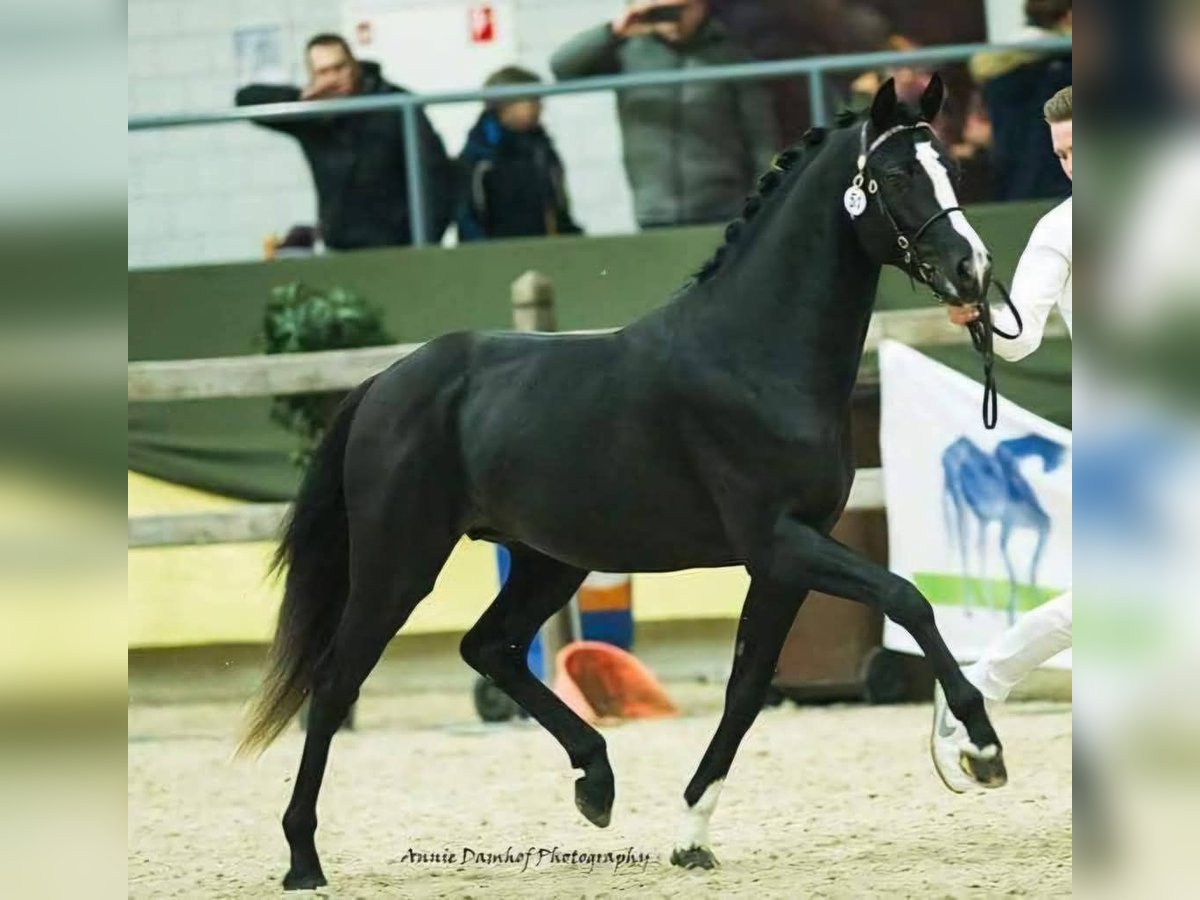 Kuc walijski partbred Wałach 12 lat 151 cm Kara in Szabadsz&#xE1;ll&#xE1;s