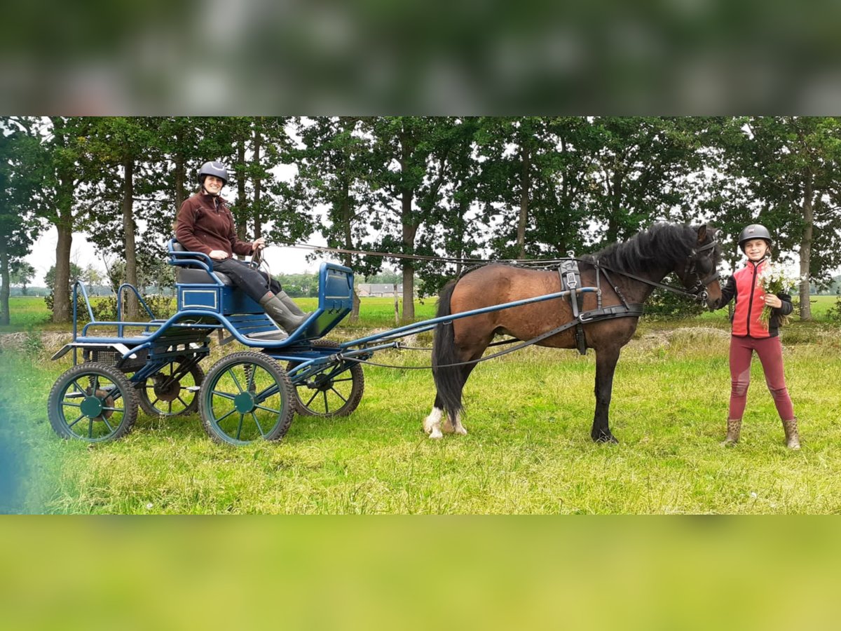 Kuc walijski partbred Wałach 5 lat 138 cm Gniada in Ruinen