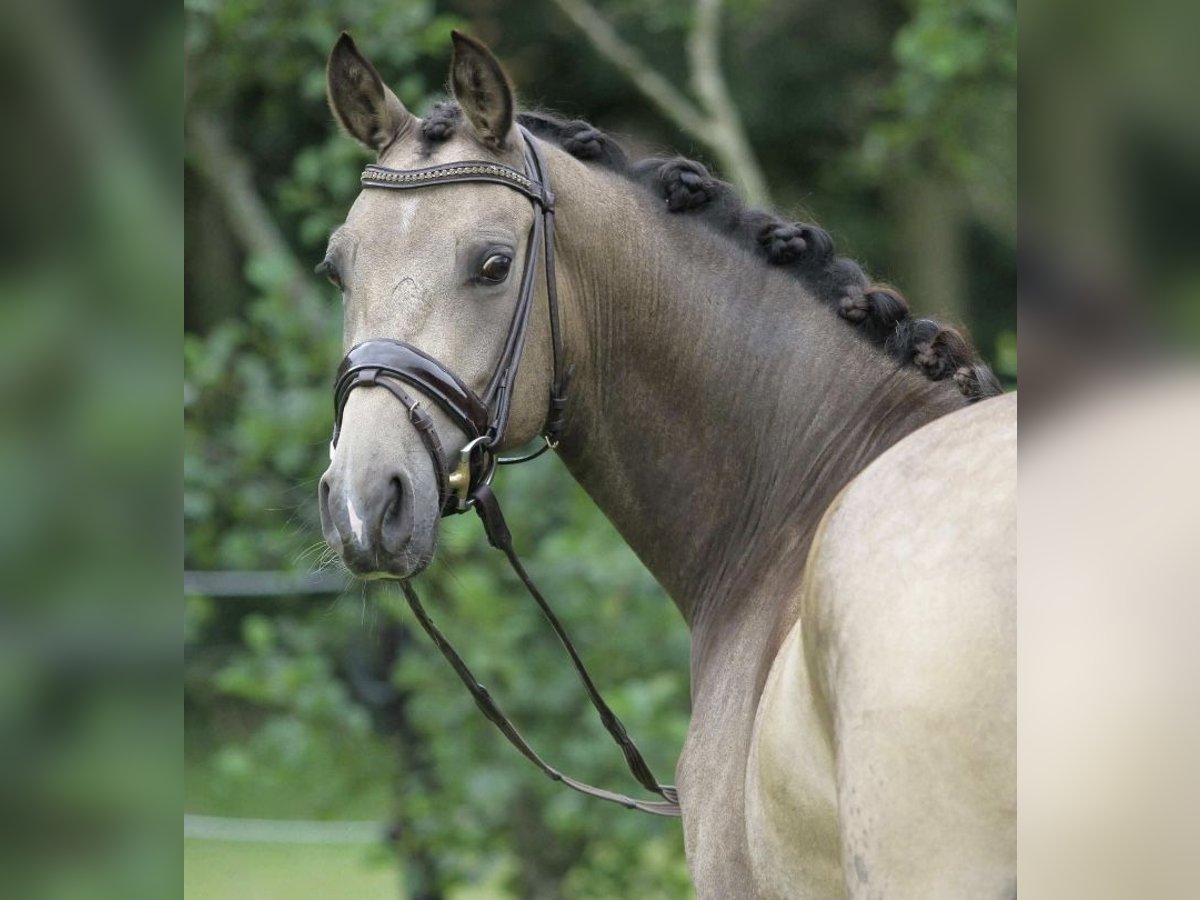 Kuc walijski partbred Wałach 13 lat 155 cm in Nieuwveen