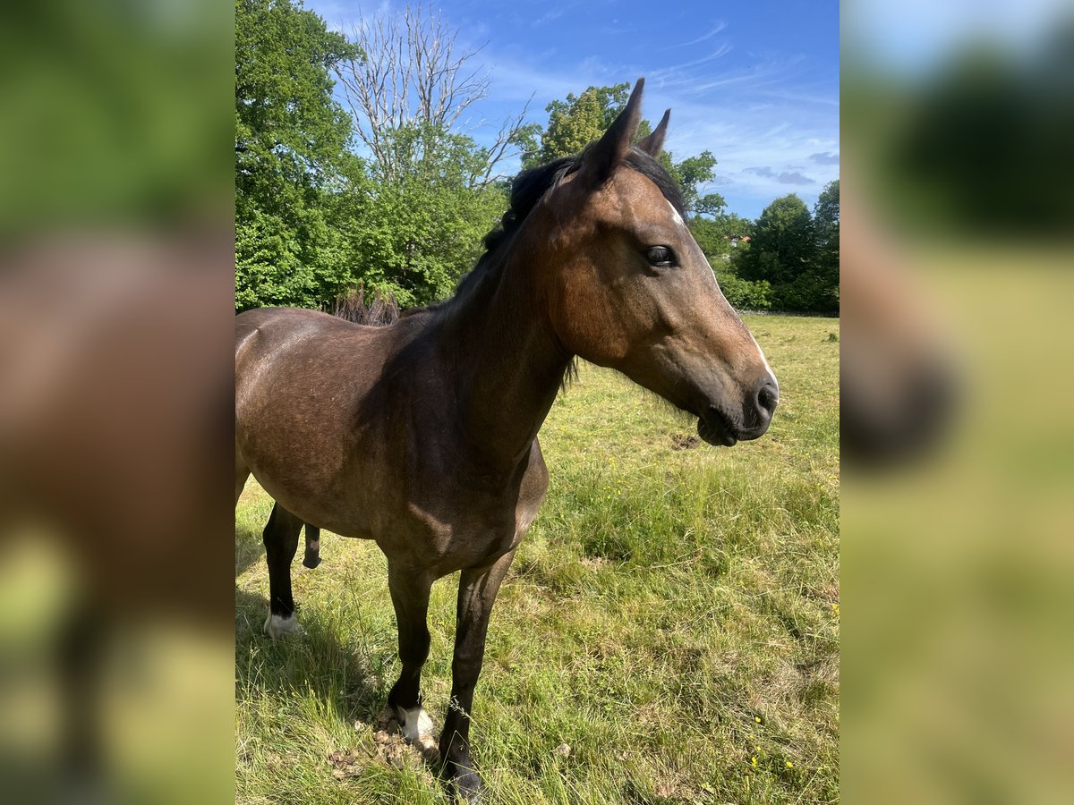 Kuc walijski partbred Wałach 2 lat 142 cm Gniada in Nättraby, Blekinge