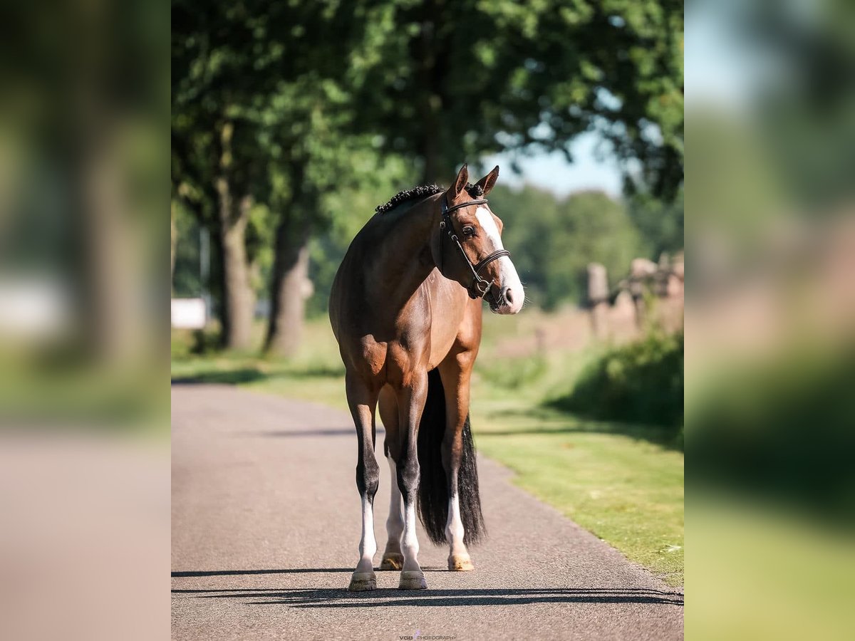 Kuc walijski partbred Wałach 3 lat 150 cm Ciemnogniada in Someren