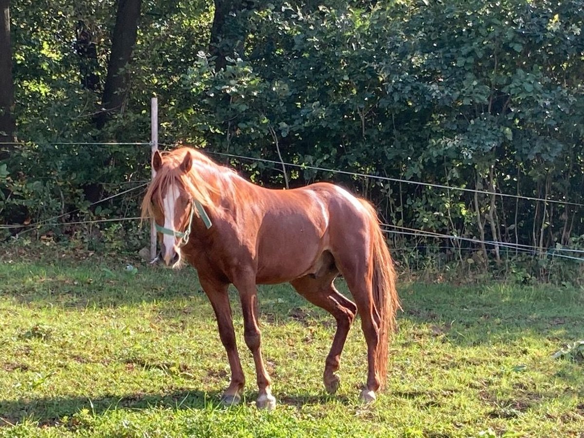 Kuc walijski partbred Wałach 4 lat 133 cm Kasztanowata in Prerov