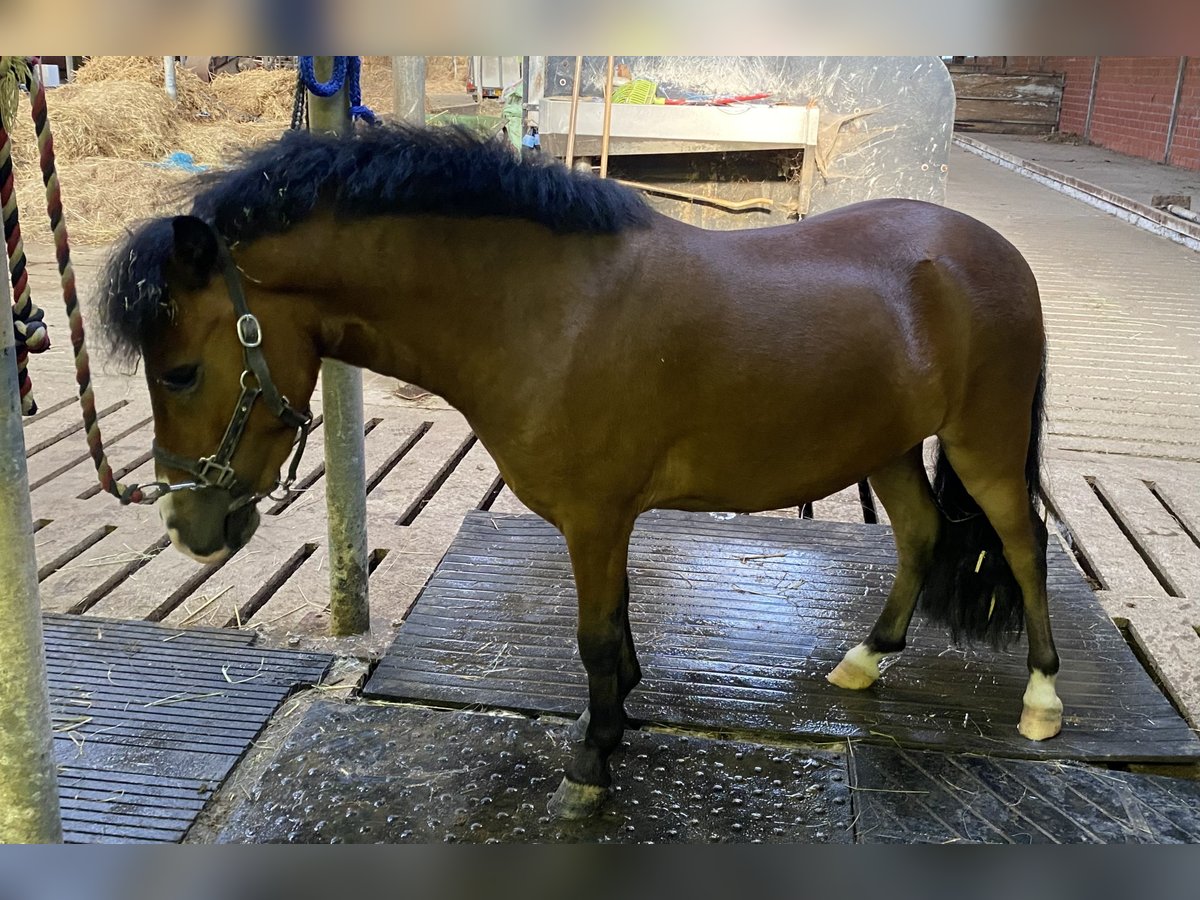 Kuc walijski partbred Wałach 5 lat 100 cm Ciemnogniada in Baak