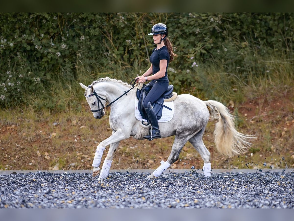 Kuc walijski partbred Wałach 6 lat 142 cm Stalowosiwy in Wiltshire